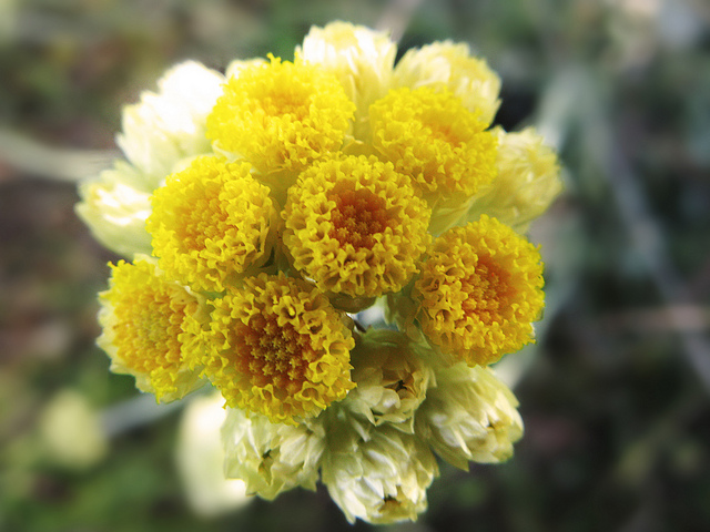 Immortelle commune