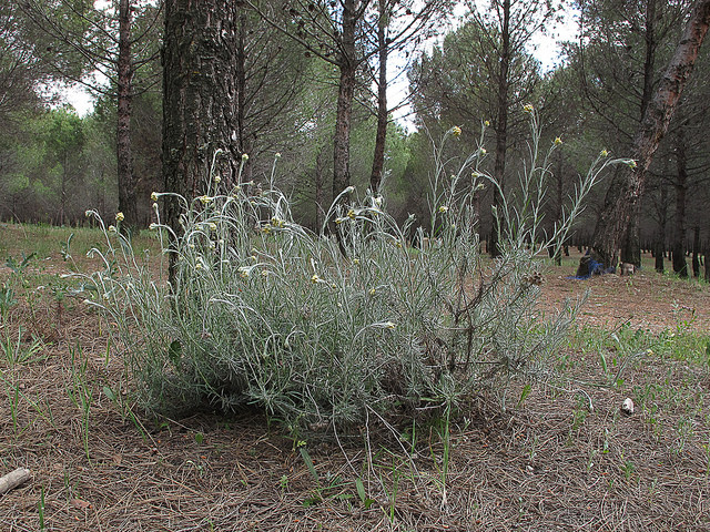 Immortelle commune