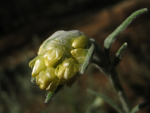 Immortelle commune