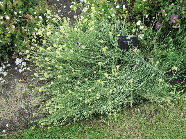 Immortelle commune