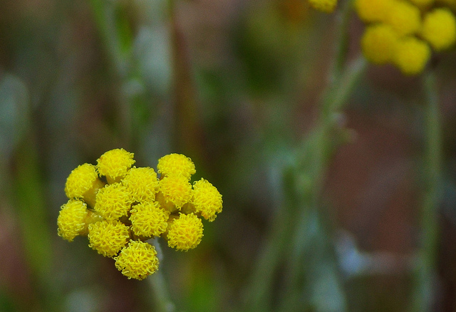 Immortelle commune