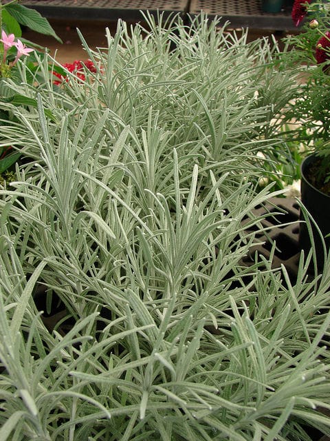Helichrysum thianschanicum