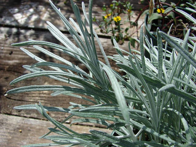 Helichrysum thianschanicum