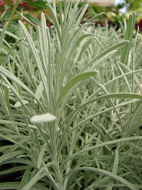 Helichrysum thianschanicum