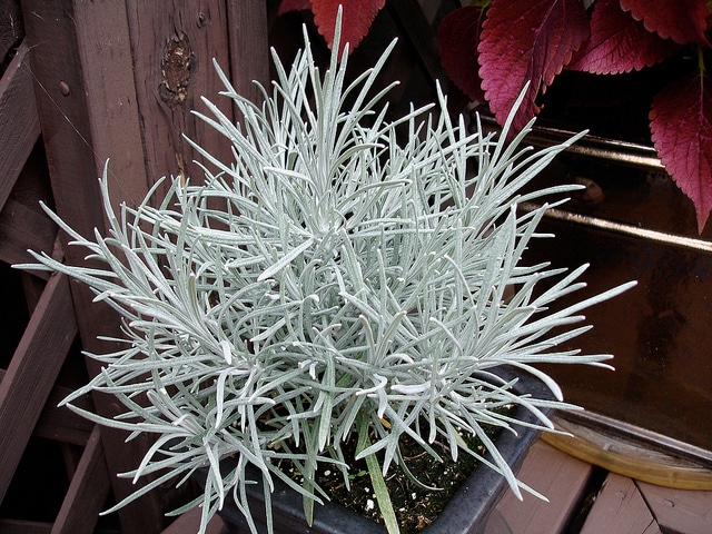 Helichrysum thianschanicum