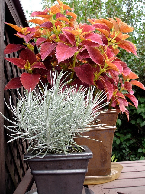 Helichrysum thianschanicum