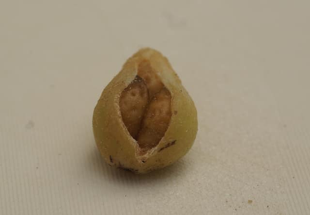 Arum mange-mouches