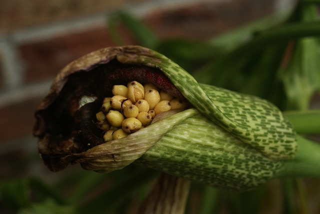 Arum mange-mouches