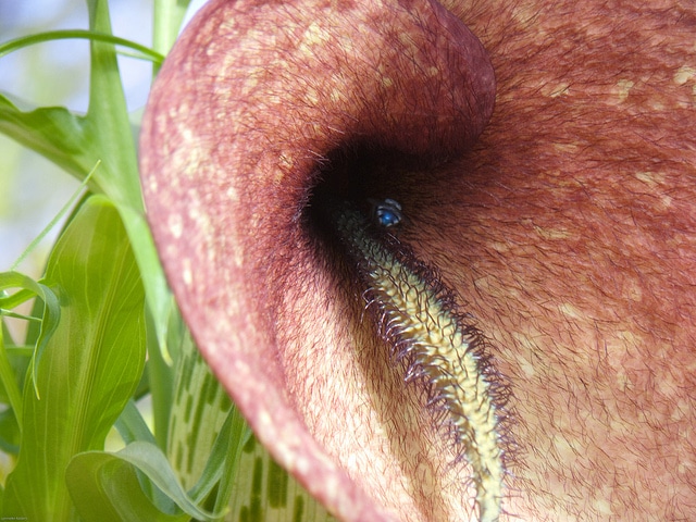Arum mange-mouches