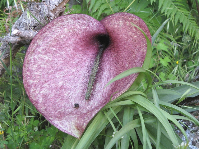 Arum mange-mouches (Helicodiceros muscivorus)