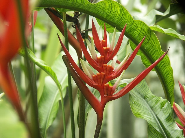 Heliconia angusta