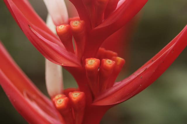 Heliconia angusta