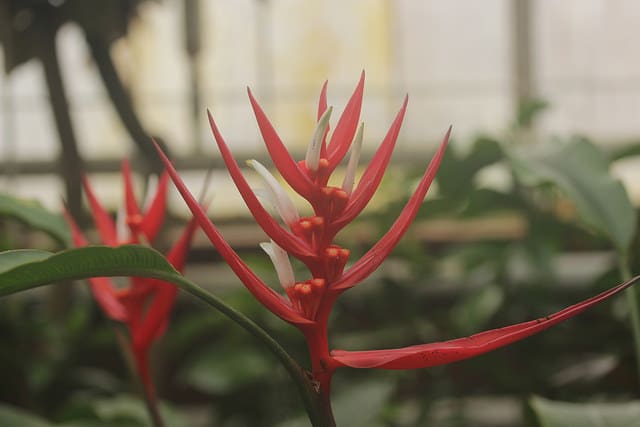 Heliconia angusta