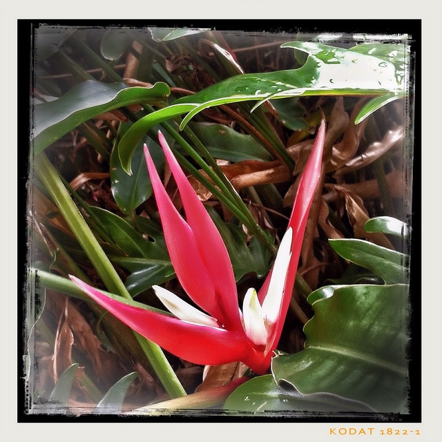 Heliconia angusta