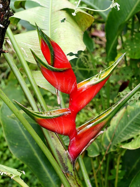 Heliconia bihai (Heliconia bihai)