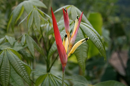 Heliconia bihai