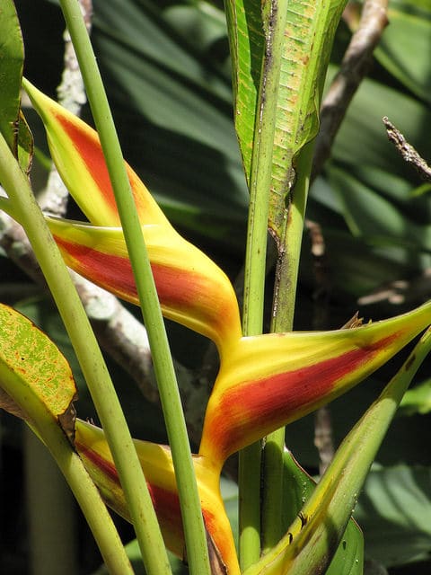 Heliconia bihai