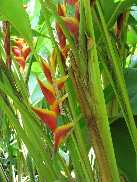 Heliconia bihai