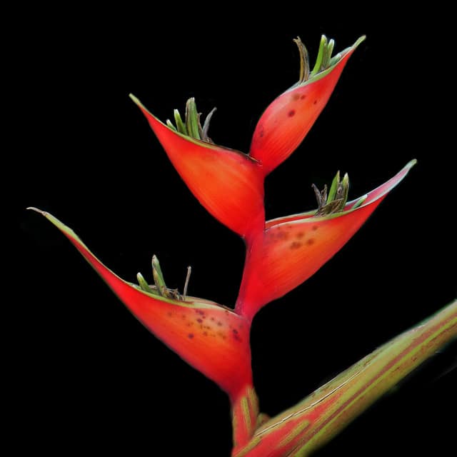 Heliconia bihai