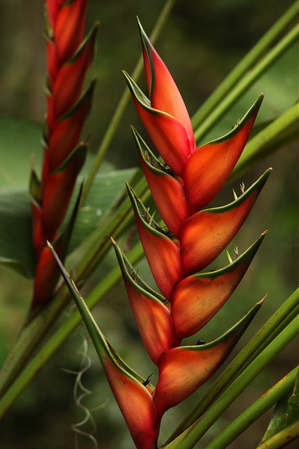 Heliconia bihai
