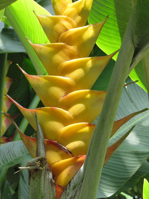 Balisier des caraïbes (Heliconia caribaea)