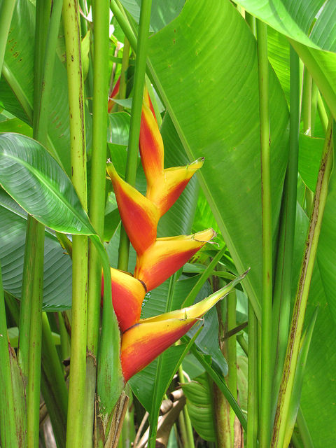 Balisier des caraïbes