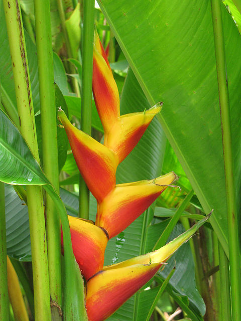 Balisier des caraïbes