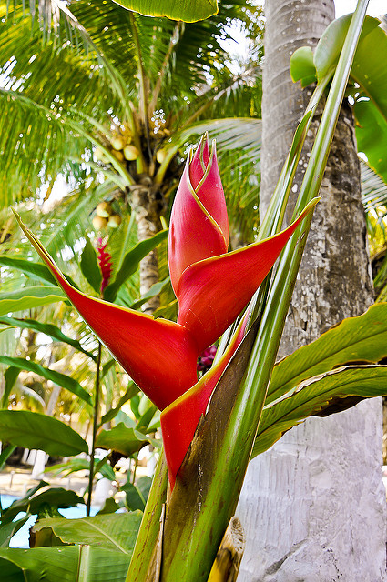 Balisier des caraïbes