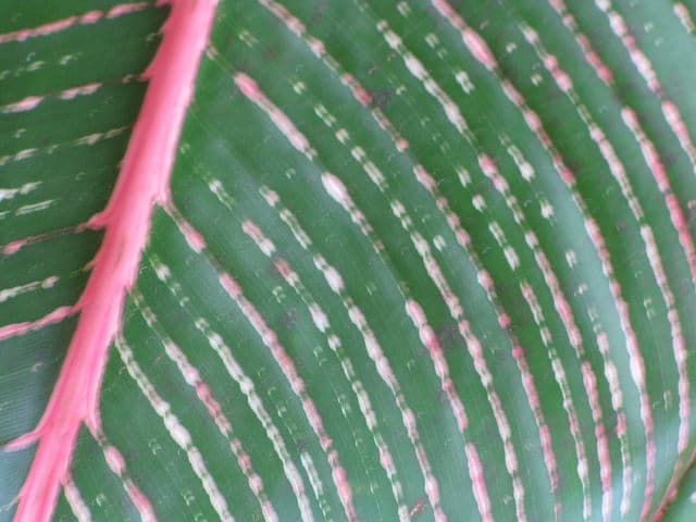 Heliconia indica (Heliconia indica)