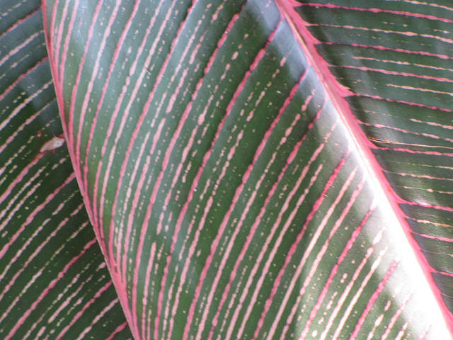 Heliconia indica