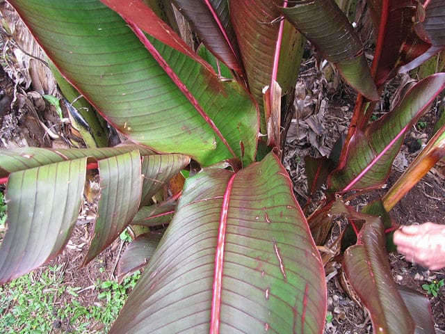 Heliconia indica