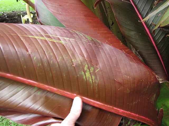 Heliconia indica