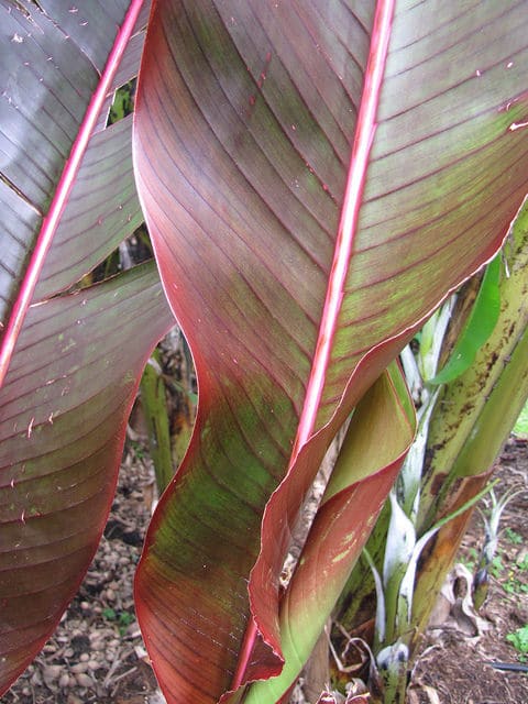 Heliconia indica