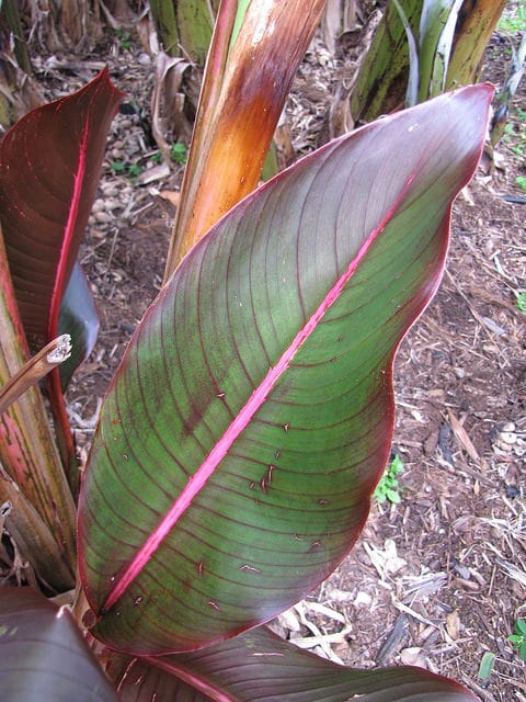 Heliconia indica