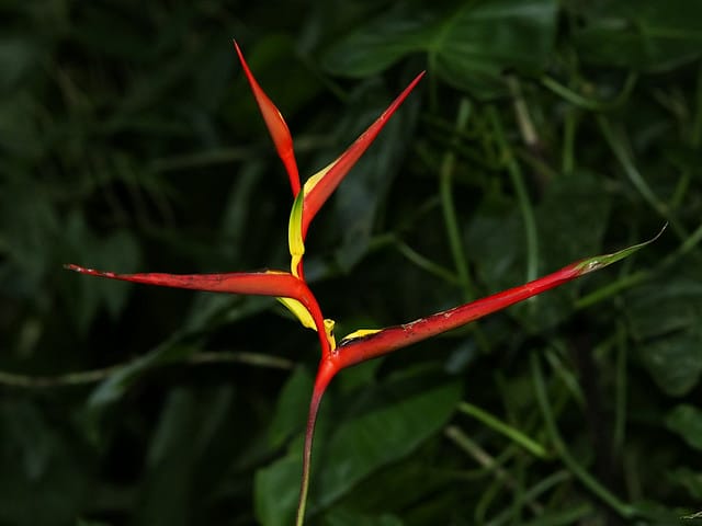 Heliconia latispatha (Heliconia latispatha)
