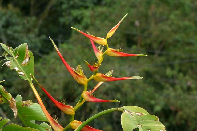 Heliconia latispatha