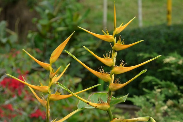 Heliconia latispatha