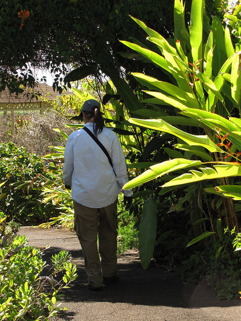 Heliconia latispatha