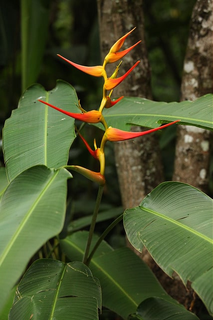 Heliconia latispatha