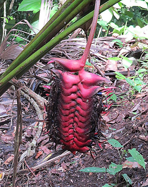 Heliconia mariae (Heliconia mariae)