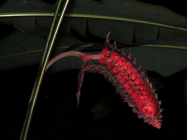 Heliconia mariae