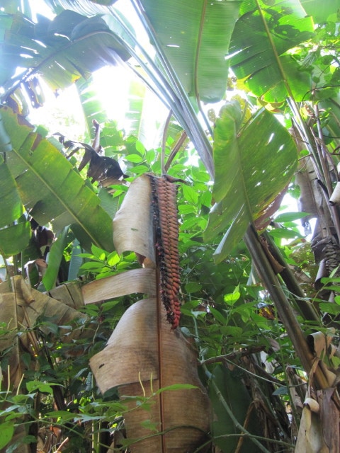 Heliconia mariae