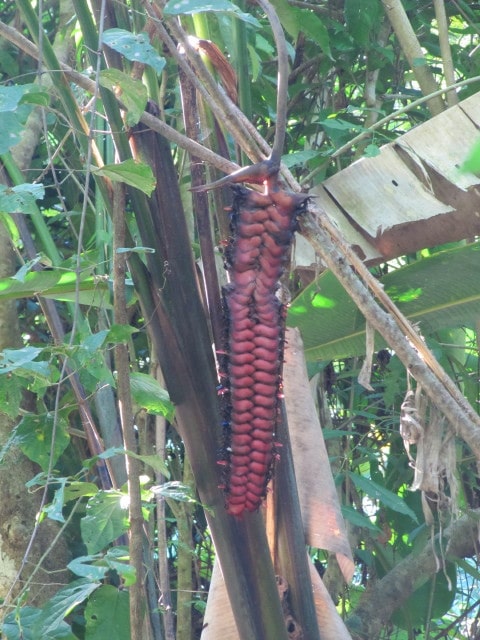 Heliconia mariae