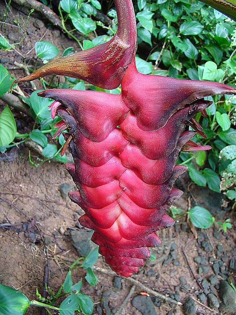 Heliconia mariae