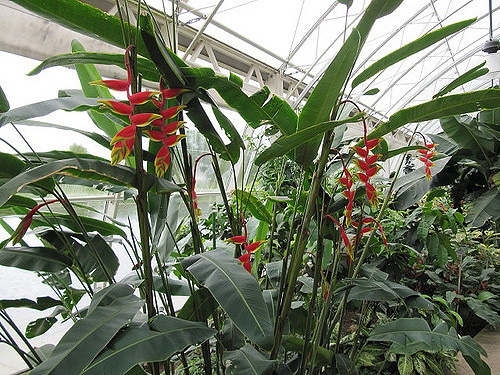 Heliconia pendula