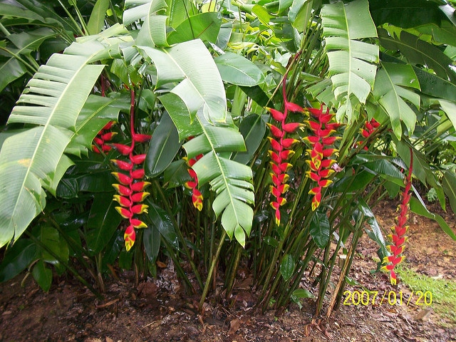 Heliconia pendula