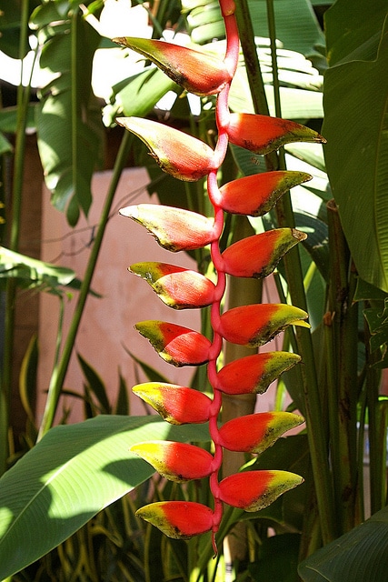 Heliconia pendula