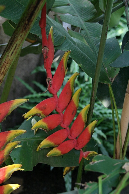 Heliconia pendula