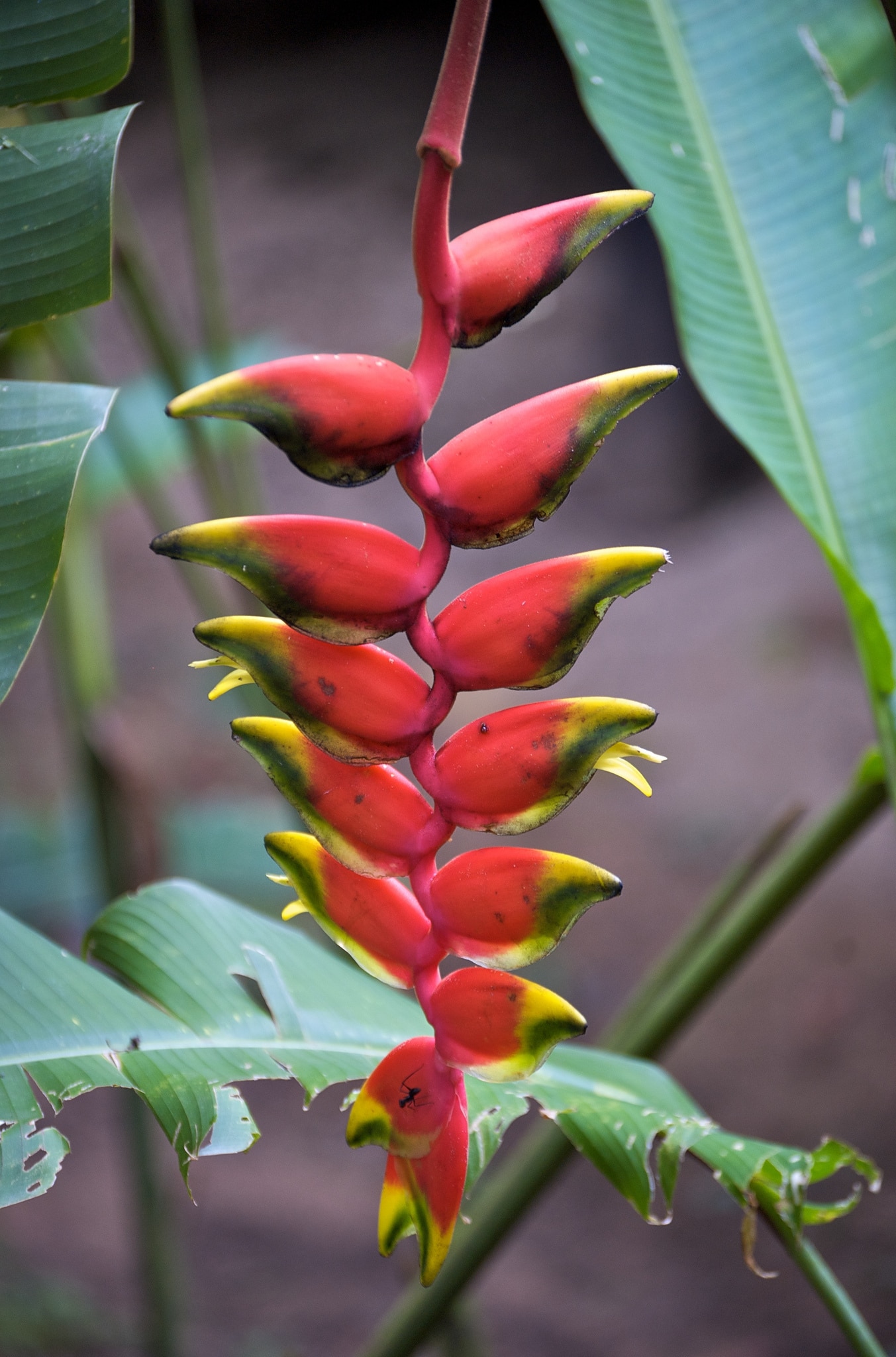Heliconia pendula