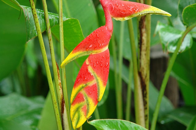 Heliconia wagneriana